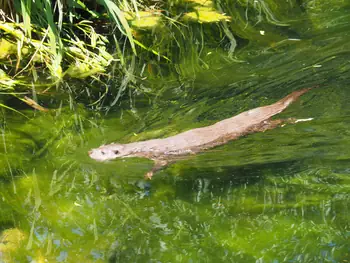 NaturOparC Hunawihr, Alsace (France)